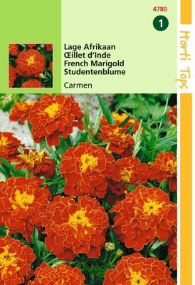 Zaden Tagetes lage Afrikaan Carmen Hortitops - Hortitops