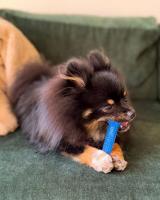 Kauwspeelgoed voor honden Nylabone Plaque Attacker Natuurlijk Maat S Kip Thermoplast - thumbnail