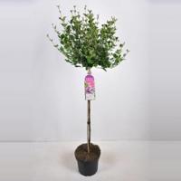 Dwergsering op stam (syringa meyeri "Palibin") - 90 cm - 1 stuks - thumbnail