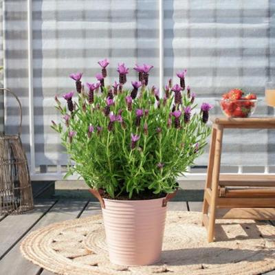 Lavandula stoechas 'Anouk' - Kuiflavendel - P19