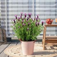 Lavandula stoechas 'Anouk' - Kuiflavendel - P19 - thumbnail