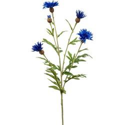 Centaurea