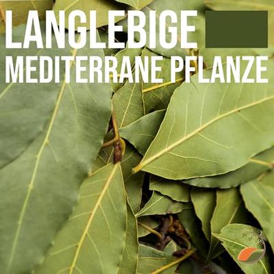 Laurier op stam - Laurus Nobilis - stamhoogte 50-80 cm Laurier op stam - Laurus Nobilis - stamhoogte 50-80 cm