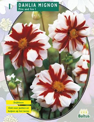 Zomer Bloembollen Dahlia Mignon Fire & Ice per 1 Baltus - Baltus