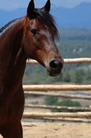 Wahl Body brush hard - thumbnail