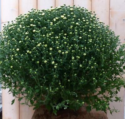 Bol Chrysant Wit GROOT Chrysanthemum Warentuin Natuurlijk - Warentuin natuurlijk