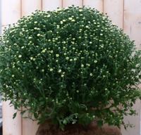 Bol Chrysant Wit GROOT Chrysanthemum Warentuin Natuurlijk - Warentuin natuurlijk - thumbnail