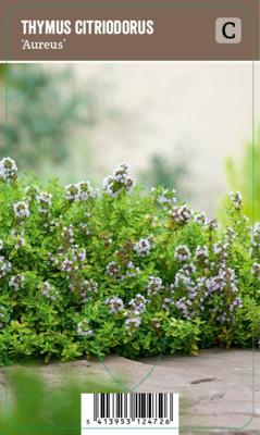Vips Thymus citrodorus Aureus - Citroentijm