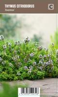 Vips Thymus citrodorus Aureus - Citroentijm - thumbnail