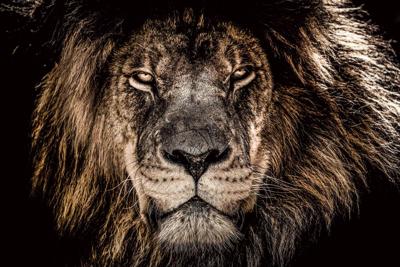 Foto Glas Art - Leeuw, 80x120cm, multi-gekleurd, prachtig voor in de woon en of slaapkamer, inclusief ophang materiaal.