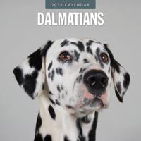 Dalmatier Kalender 2026 - thumbnail