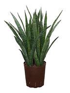 Sansevieria kirkii M hydrocultuur plant - thumbnail