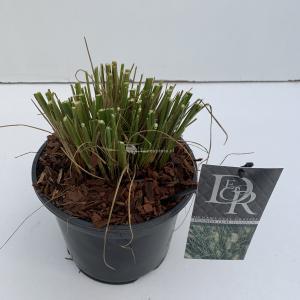 Lampenpoetsersgras (Pennisetum alopecuroides "Hameln") siergras - In 3 liter pot - 1 stuks
