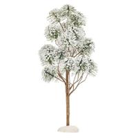 Luville General Mountain pine - thumbnail