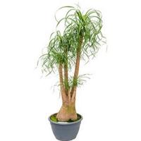 Beaucarnea recurvata inekes kamerplant - thumbnail