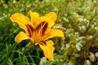 Daglelie - thumbnail