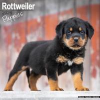 Rottweiler Puppies Calendar 2026 Square Dog Puppy Breed Wall Calendar - 16 Month - thumbnail