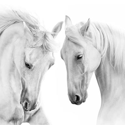 Fotobehang - Twee Schimmels, Paarden, zwart/wit, premium print, inclusief behanglijm