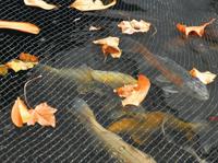 HoZelock Vijver Afdeknet Small 2x3m - Fijnmazig, Zwarte Nylon, Incl. Grondpennen - thumbnail