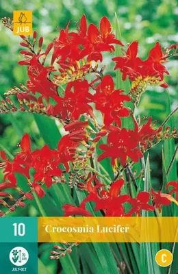 Crocosmia lucifer 10st bloembol zomer JUB - Jub