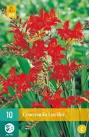 Crocosmia lucifer 10st bloembol zomer JUB - Jub - thumbnail