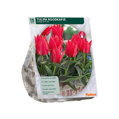 Tulp