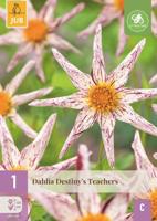 Dahlia destinys teachers - thumbnail