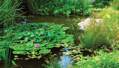 Vijver 70x130cm Tuinschilderij Customize-it - Customize it