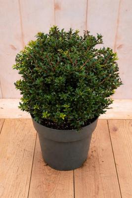 Japanse hulst Ilex crenata Twiggy 50 cm Warentuin Natuurlijk - Warentuin natuurlijk