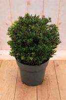Japanse hulst Ilex crenata Twiggy 50 cm Warentuin Natuurlijk - Warentuin natuurlijk - thumbnail
