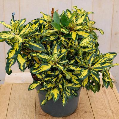 Rhododendron Hybride Blattgold 50 cm lila bloemen Warentuin Natuurlijk - Warentuin natuurlijk Rhododendron Hybride Blattgold 50 cm lila bloemen Warentuin Natuurlijk - Warentuin natuurlijk