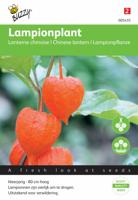 Physalis, Lampionplant - thumbnail