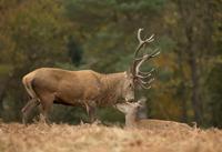 Canon EF 100-400mm F/4.5-5.6 L IS USM II (draaizoom) + ET-83D zonnekap - thumbnail