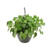 Pilea peperomioides pannenkoekenplant hangplant - thumbnail