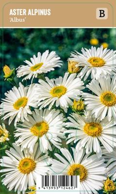 Vips Aster alpinus albus - Alpenaster Vips Aster alpinus albus - Alpenaster