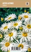 Vips Aster alpinus albus - Alpenaster - thumbnail