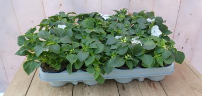Vlijtigliesjes in een bak 12 stuks wit Impatiens Walleriana Warentuin Natuurlijk - Warentuin natuurlijk