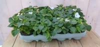 Vlijtigliesjes in een bak 12 stuks wit Impatiens Walleriana Warentuin Natuurlijk - Warentuin natuurlijk - thumbnail