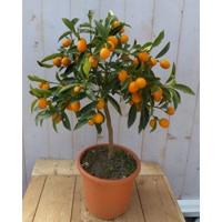 Citrusboompje Mandarijnen 80 cm Citrus Warentuin Natuurlijk - Warentuin natuurlijk - thumbnail