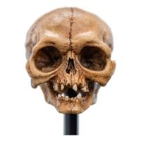 Lord of the Rings Mini Statue Skull of Gollum 13 cm - thumbnail