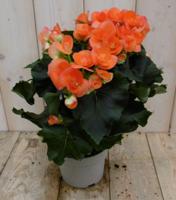 Begonia dubbelbloemig oranje kamerplant Warentuin Natuurlijk - Warentuin natuurlijk - thumbnail