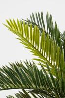 Decoratieve plant Mica Decorations Keramisch Palmboom (11,5 x 33 cm) - thumbnail