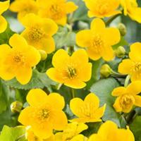 Dotterbloem (Caltha palustris) moerasplant (6-stuks) - thumbnail