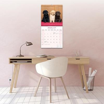 Labrador Retrievers (Mixed) Calendar 2026 Square Dog Breed Wall Calendar - 16 Month