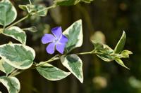 Maagdenpalm - thumbnail