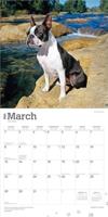 Boston Terrier Kalender 2026 - thumbnail