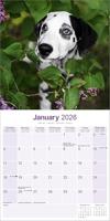 Dalmatier Puppies Kalender 2026 - thumbnail