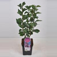Sering (syringa vulgaris "Paul Deschanel") - 50-70 cm - 1 stuks - thumbnail