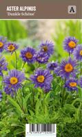 Vips Aster alpinus Dunkle Schone - Alpenaster - thumbnail