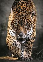 Clementoni High Quality Collection Puzzel Jaguar 1000 Stukjes + Poster - thumbnail
